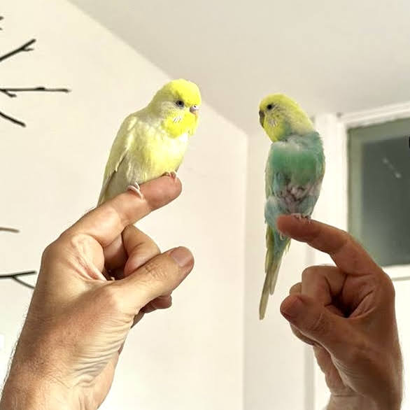 Birds in the hand
