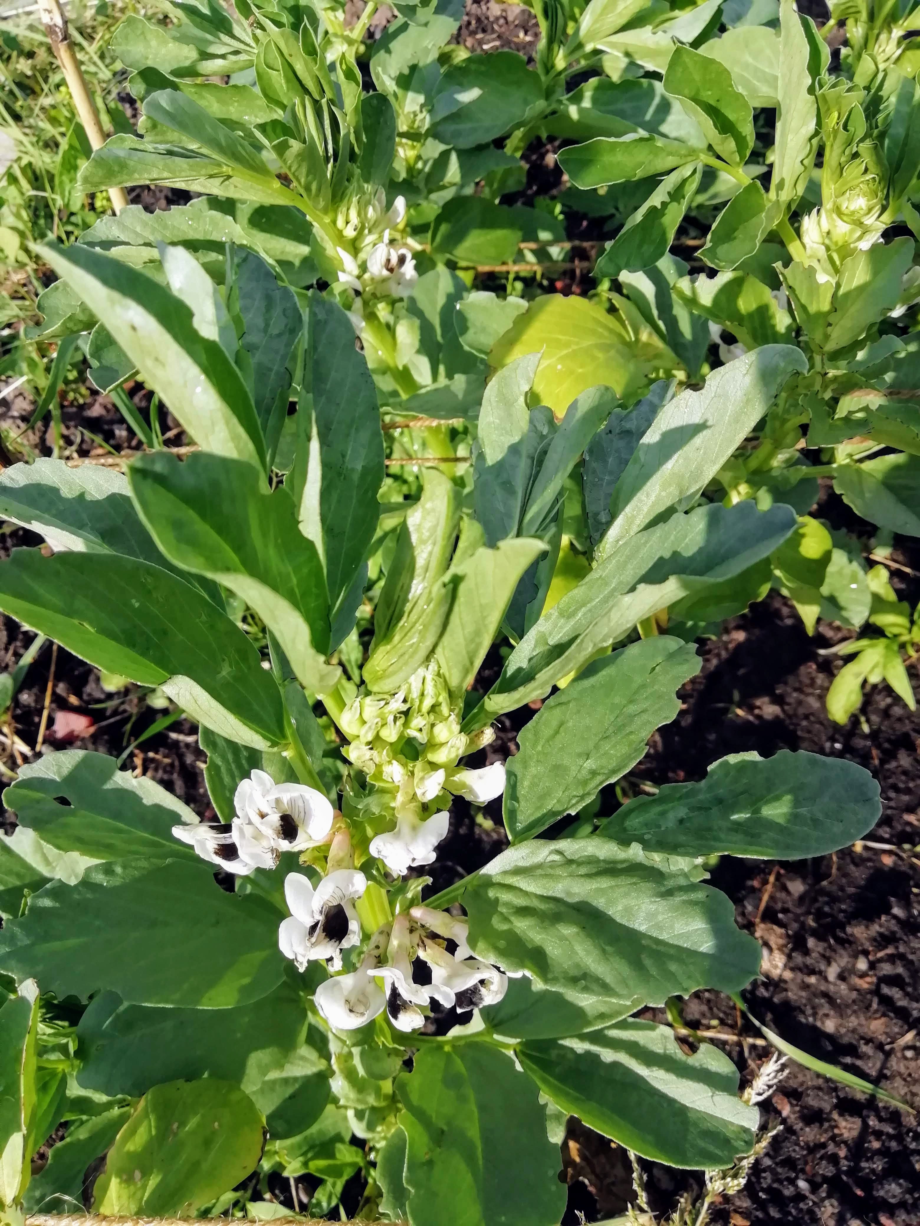 Field beans in flower